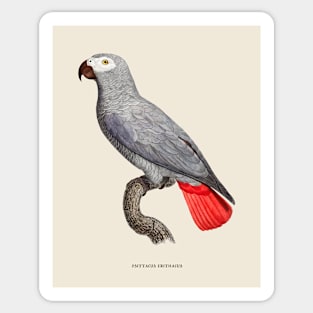 African Grey Parrot Antique Naturalist Illustration Sticker